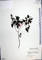 藏品(光果龍葵)的圖片