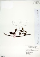 藏品(朴樹)的圖片