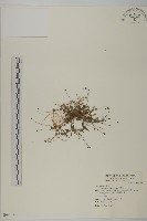 藏品(山芫荽)的圖片