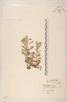 藏品(鼠麴草)的圖片