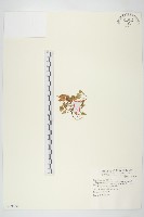 藏品(濱旋花)的圖片