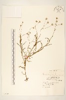 藏品(窄葉黃菀)的圖片