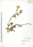 藏品(裂葉月見草)的圖片