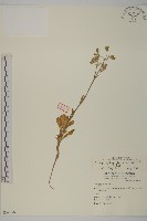 藏品(女婁菜)的圖片