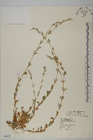 藏品(匙葉麥瓶草)的圖片