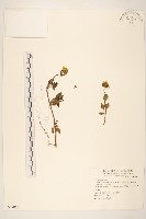 藏品(大天蓬草舅)的圖片