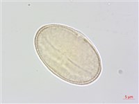 藏品(水芹菜)的圖片
