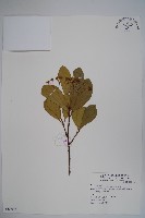 藏品(大葉黃楊)的圖片