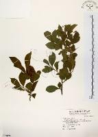 藏品(灰木)的圖片