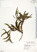 藏品(相思樹)的圖片