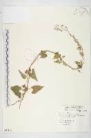 藏品(白花牽牛)的圖片