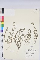 藏品()的圖片