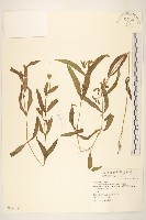 藏品(蟛蜞菊)的圖片