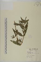 藏品(鱧腸)的圖片