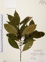 藏品(茜草樹)的圖片