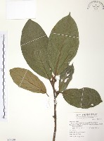 藏品(豬母乳、水同木)的圖片