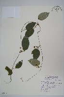 藏品(布朗藤)的圖片