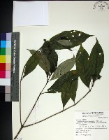 藏品(薄葉玉心花)的圖片