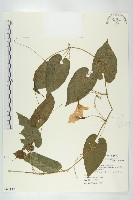 藏品(斑花青牛膽)的圖片