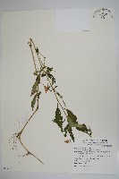 藏品(紫花鳳仙花)的圖片