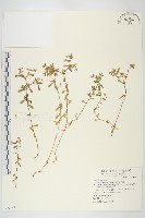 藏品(珠芽佛甲草)的圖片