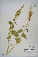 藏品(青莧)的圖片