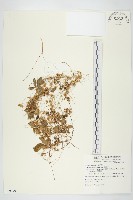 藏品(菟絲子)的圖片