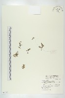 藏品(短柄花溝繁縷、三蕊溝繁縷)的圖片