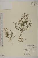 藏品(石胡荽、吐金草)的圖片