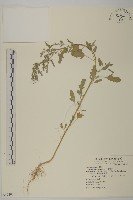 藏品(小葉藜)的圖片