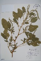 藏品(刺莧)的圖片