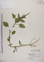 藏品(野莧菜)的圖片