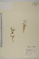 藏品(鵝兒腸)的圖片