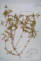 藏品(蓮子草)的圖片