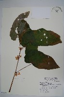 藏品(圓果秋海棠)的圖片