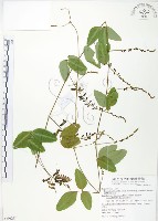 藏品(台灣山黑扁豆)的圖片