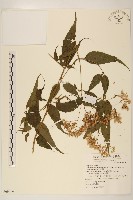 藏品(田代氏澤蘭)的圖片