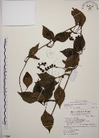 藏品(阿里山五味子)的圖片