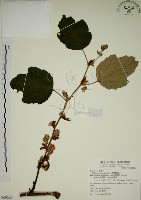 藏品(臺灣懸鉤子)的圖片