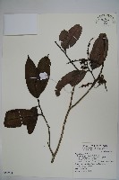 藏品(忍冬葉冬青)的圖片