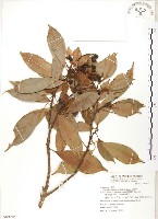 藏品(豬腳楠)的圖片