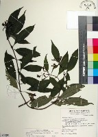 藏品(台北玉葉金花)的圖片