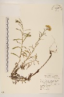 藏品(絲綿草)的圖片