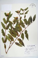 藏品(阿里山忍冬、漸尖葉忍冬)的圖片