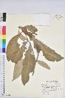 藏品(鬼石櫟、儲葉石櫟)的圖片