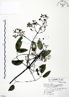 藏品(柱果鐵線蓮)的圖片