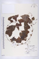 藏品(黑果馬交兒)的圖片