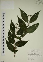 藏品(臺灣溲疏)的圖片