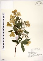 藏品(華八仙)的圖片