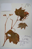 藏品(裂葉秋海棠)的圖片